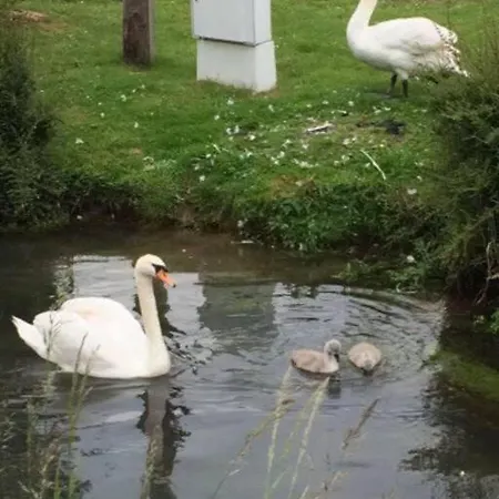 Nyaraló La Chaumiere Des 2 Cygnes-spa- Wifi-parking-calme Abbeville
