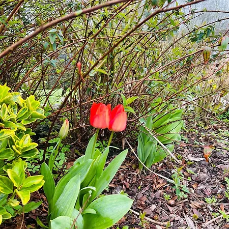 La Chaumiere Des 2 Cygnes-spa- Wifi-parking-calme *